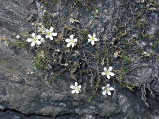 Caryophyllacea da determinare